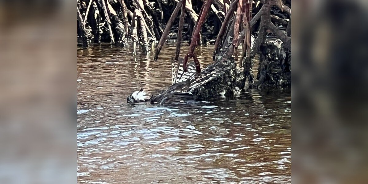 Paddleboarder Spots a “Clump of Feathers” in the Water — Then Realizes It’s Still Breathing