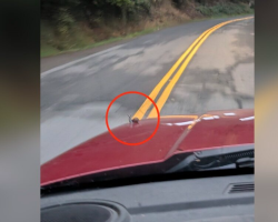 Driver Thinks a Leaf Landed on His Car — Then Realizes It’s Someone Tiny Hitching a Ride
