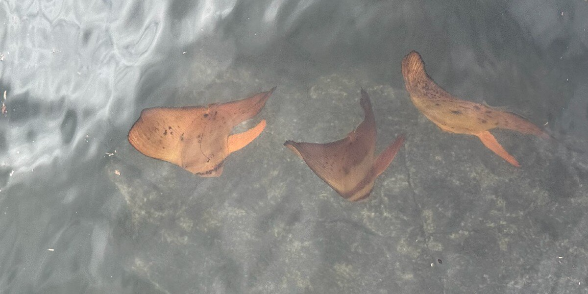 Woman Thinks She’s Looking at Floating Leaves — Then Realizes They’re Alive