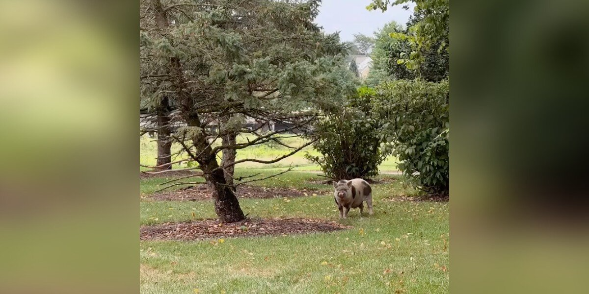 Neighbors Spend a Month Earning the Trust of a Mysterious Pig Who Kept Appearing on Their Lawns