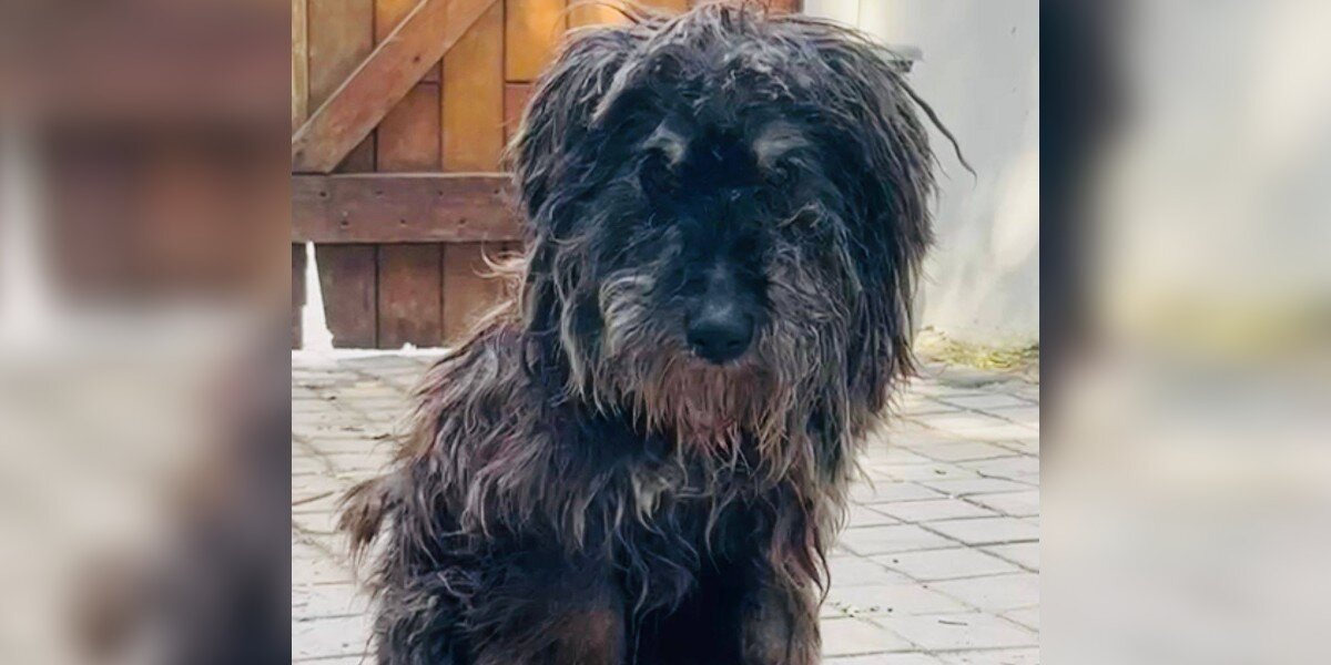 Dog Survives Alone In The Wilderness For 13 Years — Until A Kind Stranger Stops And Changes Everything