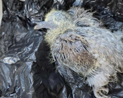 Dog Walker Finds Freezing Baby On Road — And Uses A Poop Bag To Save Him