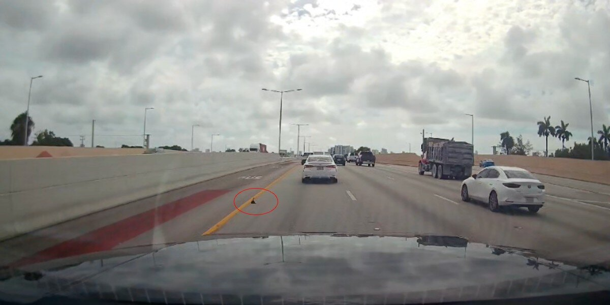 Driver Slams On Brakes When He Realizes The ‘Black Speck’ On The Highway Is Alive