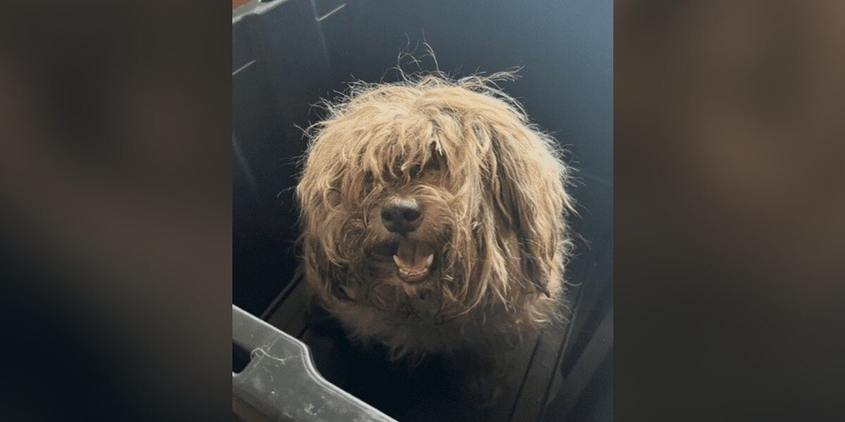 Rescuers Shave Matted Dog — And Discover She’s Been Suffering Unimaginable Pain Beneath Her Fur