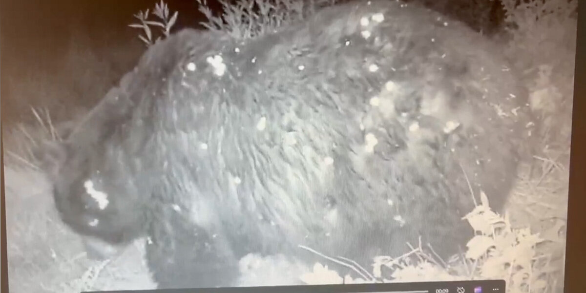 Park Officials Can’t Believe Who Shows Up On Trail Cam: “He’s One Thicc Boi”