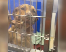 Terrified Dog On Euthanasia List Clings To Kennel Bars, Silently Begging To Be Saved