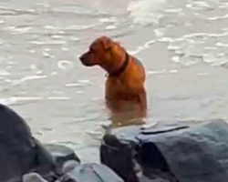 Abandoned Dog Wanders the Beach Every Day — Hoping His Owner Will Return
