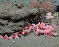Scientists Discover Rare ‘Barbie-Pink’ Creatures Living Deep Beneath the Sea
