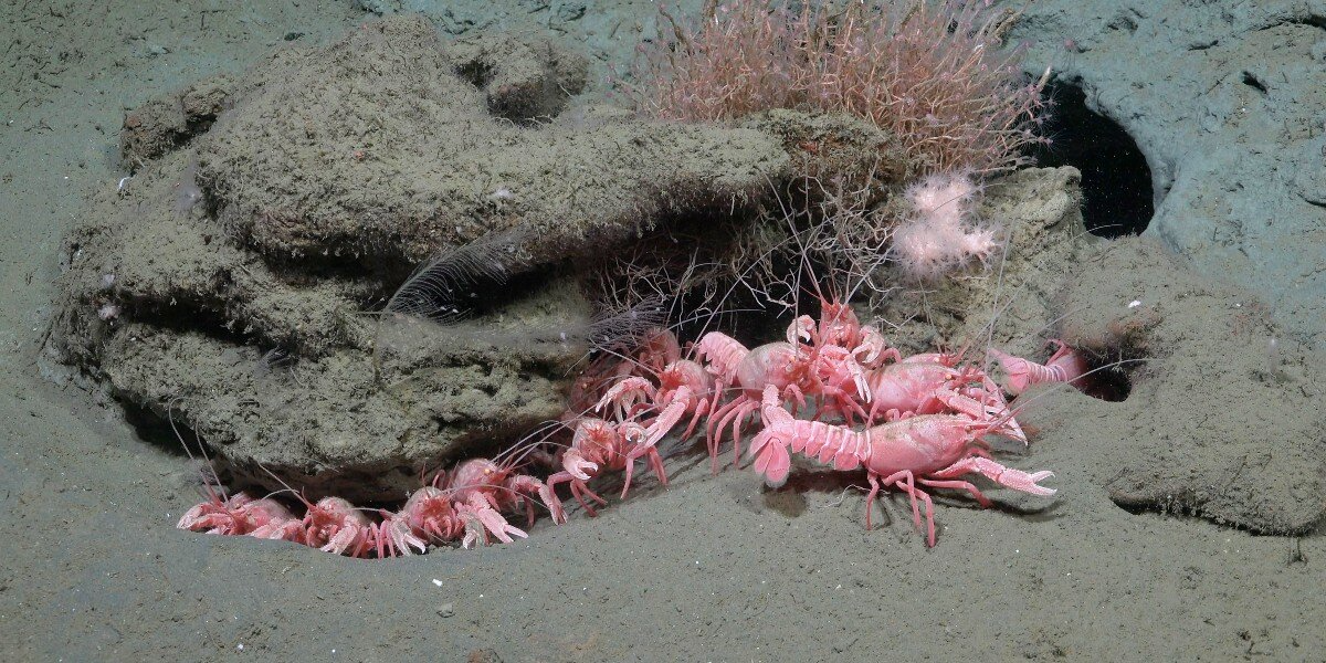 Scientists Discover Rare ‘Barbie-Pink’ Creatures Living Deep Beneath the Sea