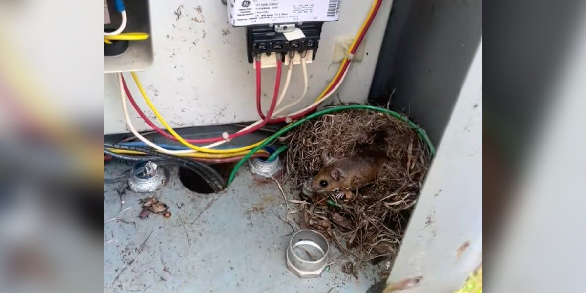 Man Opens Electrical Box To Evict a Mouse — Then Realizes She Has a Secret