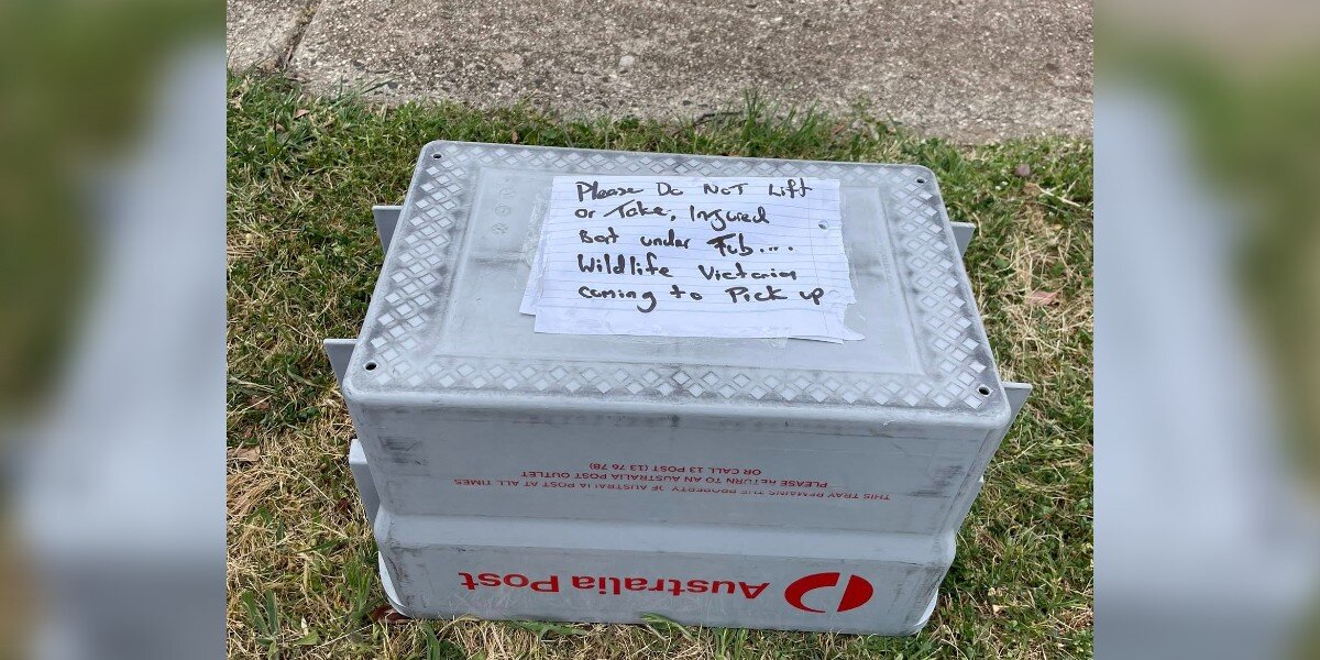 Mailman Spots Fallen Bat On His Route — Then Realizes There’s a Baby Clinging to Her