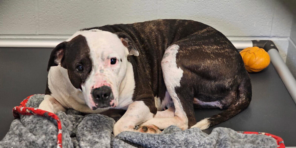 Heartbroken Pup Returned To Shelter For Being ‘Too Affectionate’ Finally Finds A Family Who Loves Her Just The Way She Is