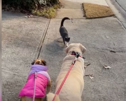 Cat Falls In Love With Neighbor’s Dogs — And Refuses To Miss A Single Walk
