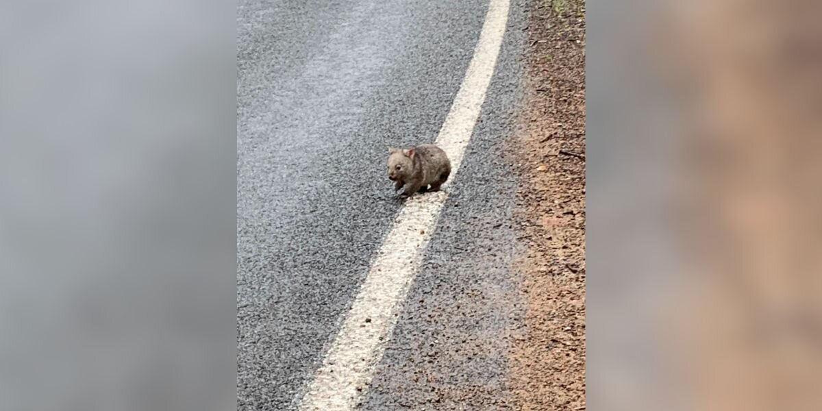 Driver Spots a Tiny Ball of Fluff on the Road — Then Realizes It’s a Baby Fighting to Survive