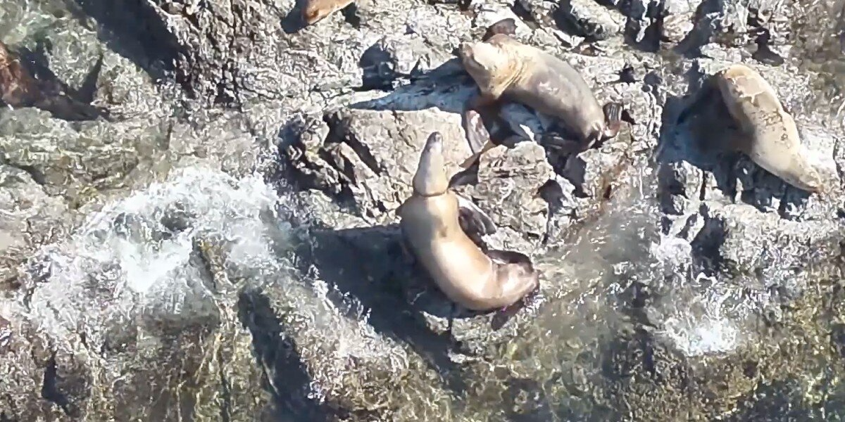 Rescuers Rush To Save Sea Lion Found With Plastic Cutting Into Her Neck