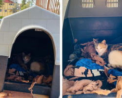 Pit Bull Opens His Heart — And His Doghouse — To A Pregnant Stray Cat In Need