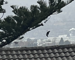 Tiny Magpie Trapped 50 Feet In The Air Finally Gets The Rescue She’d Given Up On
