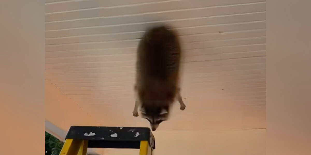 Homeowner Shocked To Find Chubby Raccoon Stuck Dangling From The Ceiling