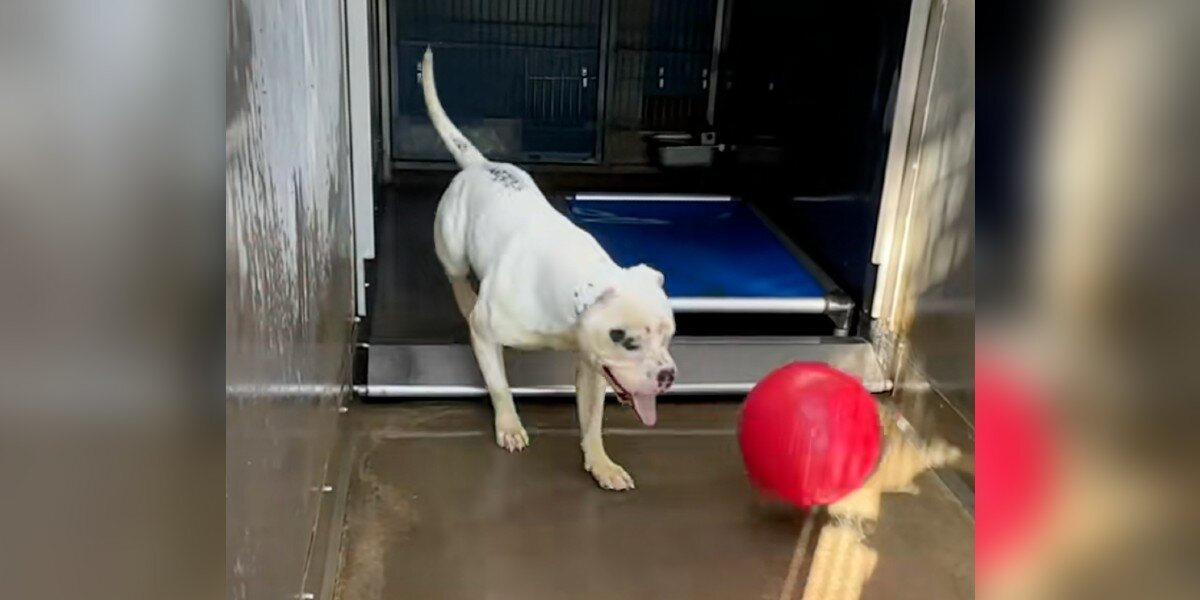 Heartbroken Shelter Dog Spends His Days Playing Fetch All Alone