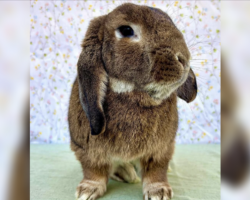 Angry Bunny’s Ears Felt Like “Rocks” — Then Vets Discovered the Heartbreaking Truth
