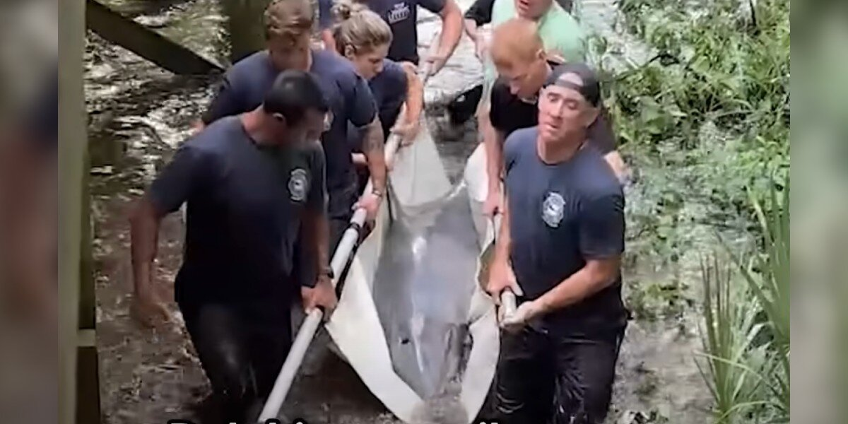 Rescuers Rush To Save Stranded Dolphin — And Realize They’ve Met Her Before