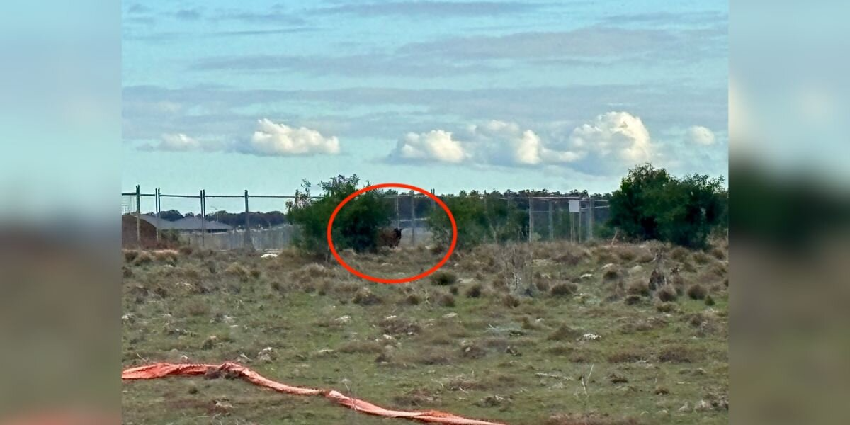 200-Pound Sheep Watches From the Bushes as Bulldozers Destroy Her Home — Until Rescuers Arrive
