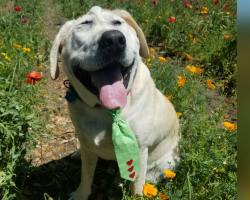 Dog Abandoned Because of His Face Finds a Mom Who Thinks He’s Absolutely Perfect