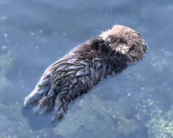 Woman Can’t Stop Smiling After Watching Baby Sea Otter Float On His Own For The Very First Time
