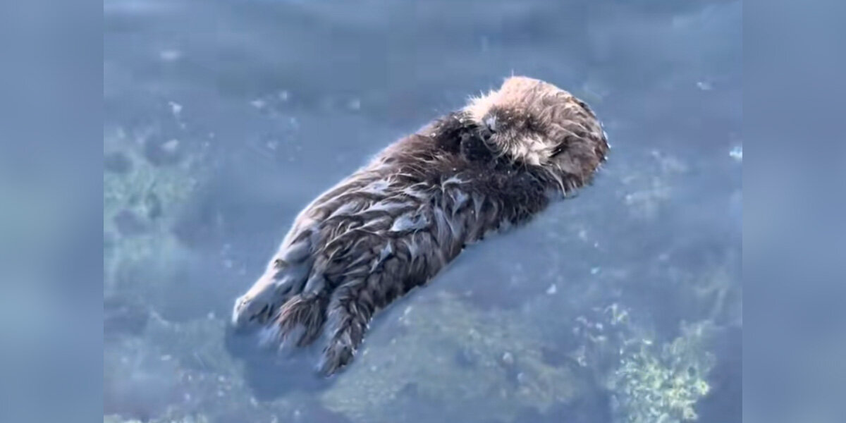 Woman Can’t Stop Smiling After Watching Baby Sea Otter Float On His Own For The Very First Time