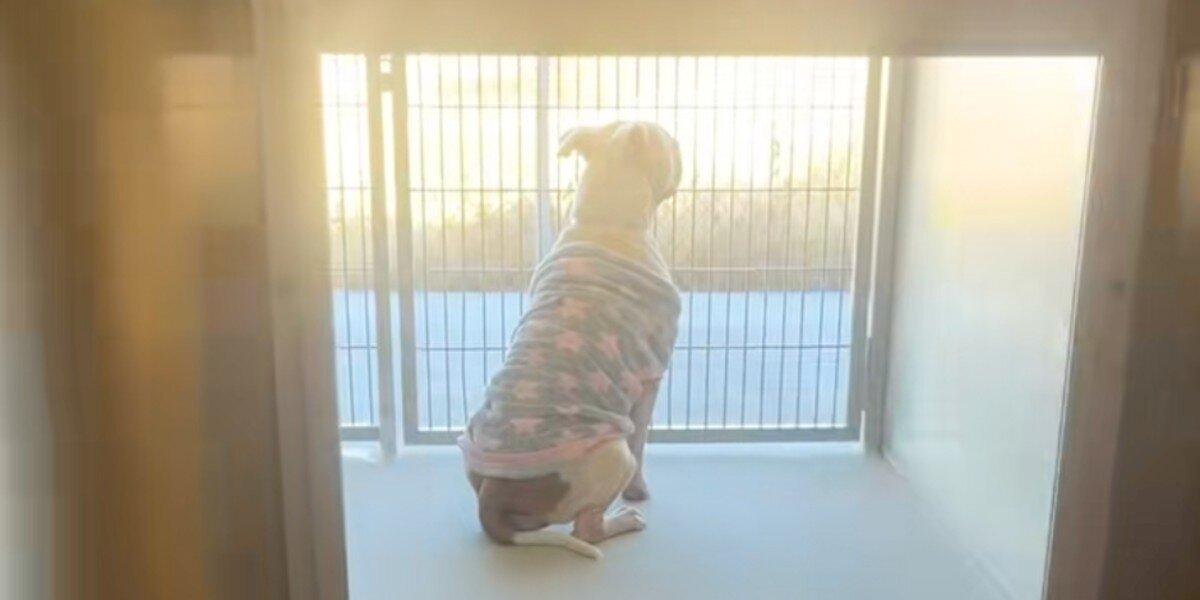 Pittie Left at the Shelter in Her Pajamas Waits Quietly for the Family Who Never Returns