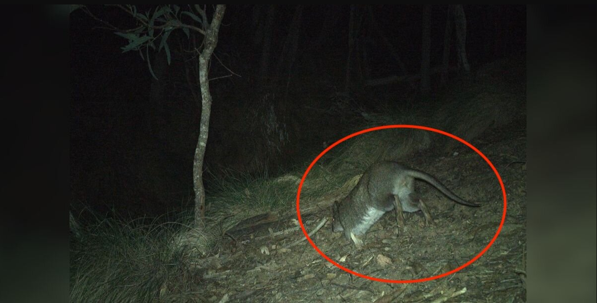 Trail Camera Captures First Glimpse Of Elusive Animal Missing Since The ’90s