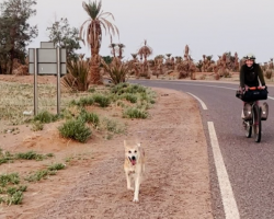 Stray Dog Refuses To Leave Cyclists — Follows Them 62 Miles Across The Sahara Desert
