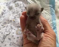 Abandoned ‘Silver’ Kitten Has No Clue She’s Destined to Be Extraordinary