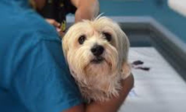 Dog Allergy Shots Explained: What Works, What Doesn’t & What You Should Know