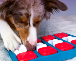 Top Puzzle Toys to Challenge, Entertain & Calm Your Dog