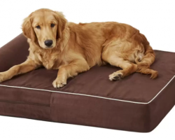 The Best Orthopedic Dog Beds to Soothe Your Senior Pup
