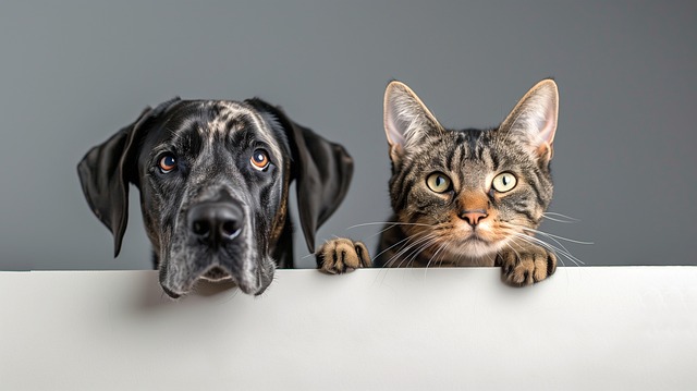 How Does Pet Insurance Actually Work?