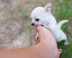 How to Teach Your Puppy to Stop Nipping (Without Stress or Scolding)