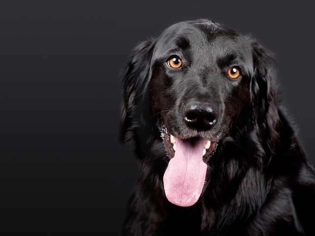 Why Your Dog Needs a Daily Schedule (And How to Create One That Works)