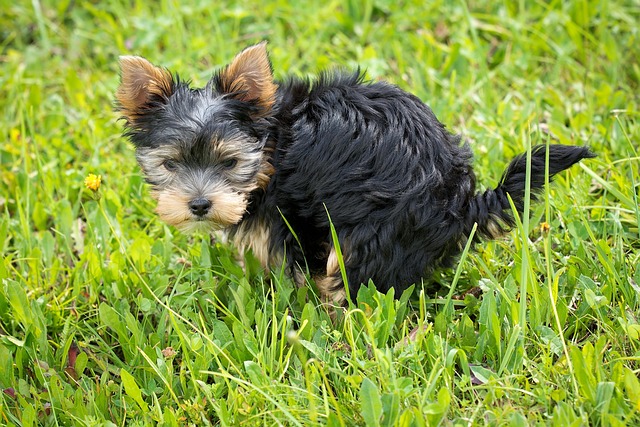 Dog Diarrhea: Causes, Treatment & How To Prevent It