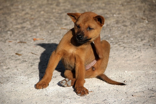 Dog Allergies Explained: What Every Dog Parent Should Know & How To Treat Them