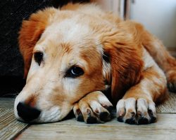 Dog Poisoning Symptoms: How To Tell If Your Pup Ate Something Dangerous