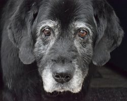Canine Dementia: Signs, Diagnosis & How to Support Your Senior Dog