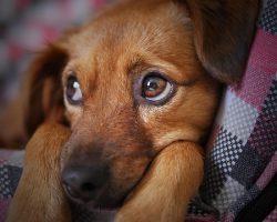 Cushing’s Disease in Dogs: Signs, Causes & Care