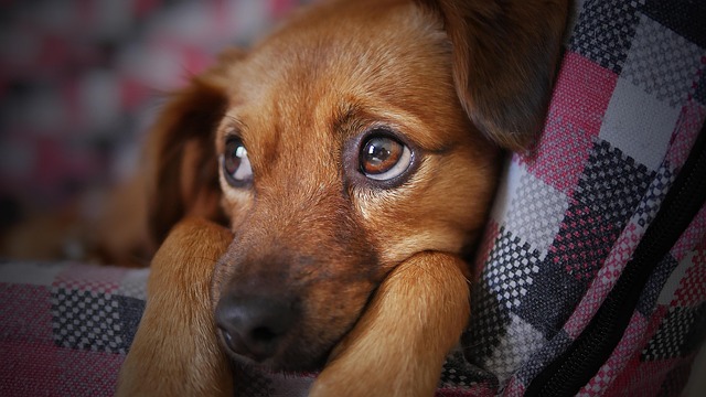 Cushing’s Disease in Dogs: Signs, Causes & Care