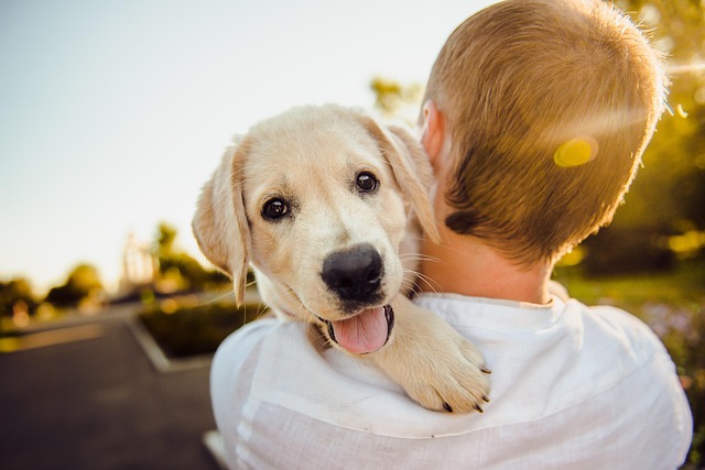 Why Spaying or Neutering Your Dog Is One of the Best Decisions You Can Make