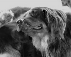 Atopic Dermatitis in Dogs: What It Is and How You Can Help