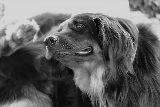 Atopic Dermatitis in Dogs: What It Is and How You Can Help