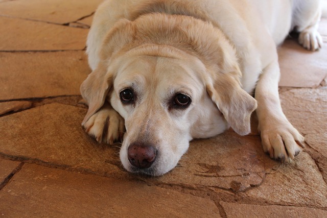 Canine Diabetes: Signs, Treatments & Essential Info for Pet Parents