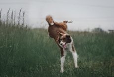 How To Calm Down a Dog Who Seriously Needs to Chill